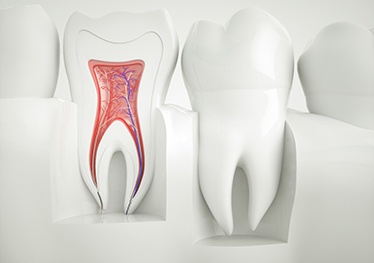 Illustration of the inner nerves of the tooth